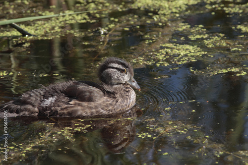 Aix sponsa / Canard carolin