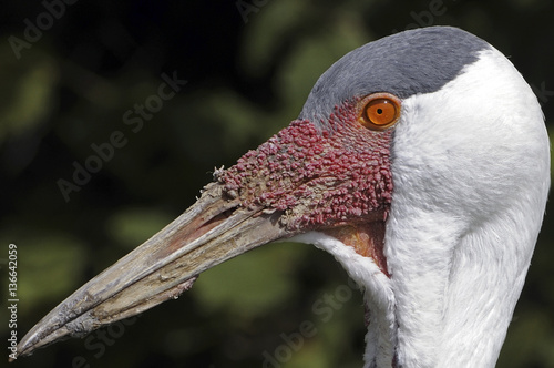 Bugeranus carunculatus / Grus carunculatus / Grue caronculée photo