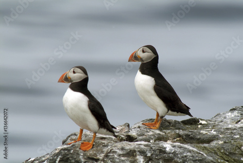 Fratercula arctica / Macareux moine / Puffin