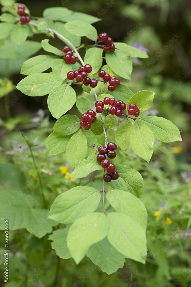 Lonicera xylosteum / Chèvrefeuille des haies Lonicera xylosteum / Chèvrefeuille des haies