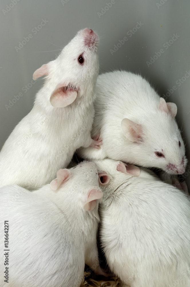 Mus Musculus / Souris blanche Stock Photo