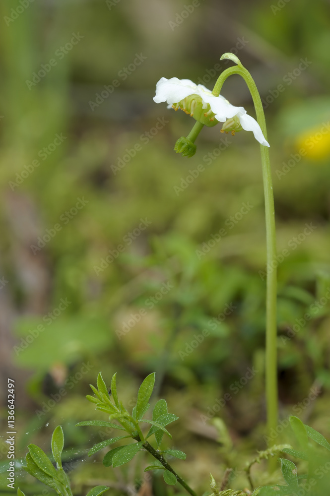 Moneses uniflora / Pirole à une fleur Moneses uniflora / Pirole à une fleur