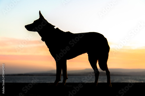 Dog in profile at sunset