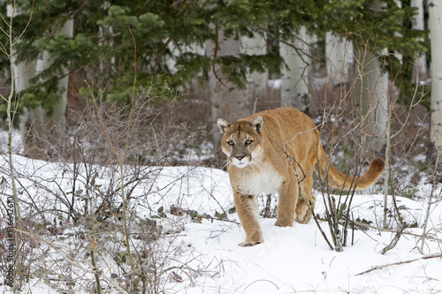 Puma concolor / Puma / Cougar