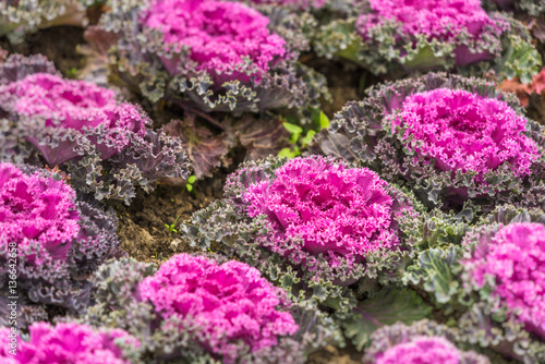 Purple ornamental cabbage on the street in city of China.