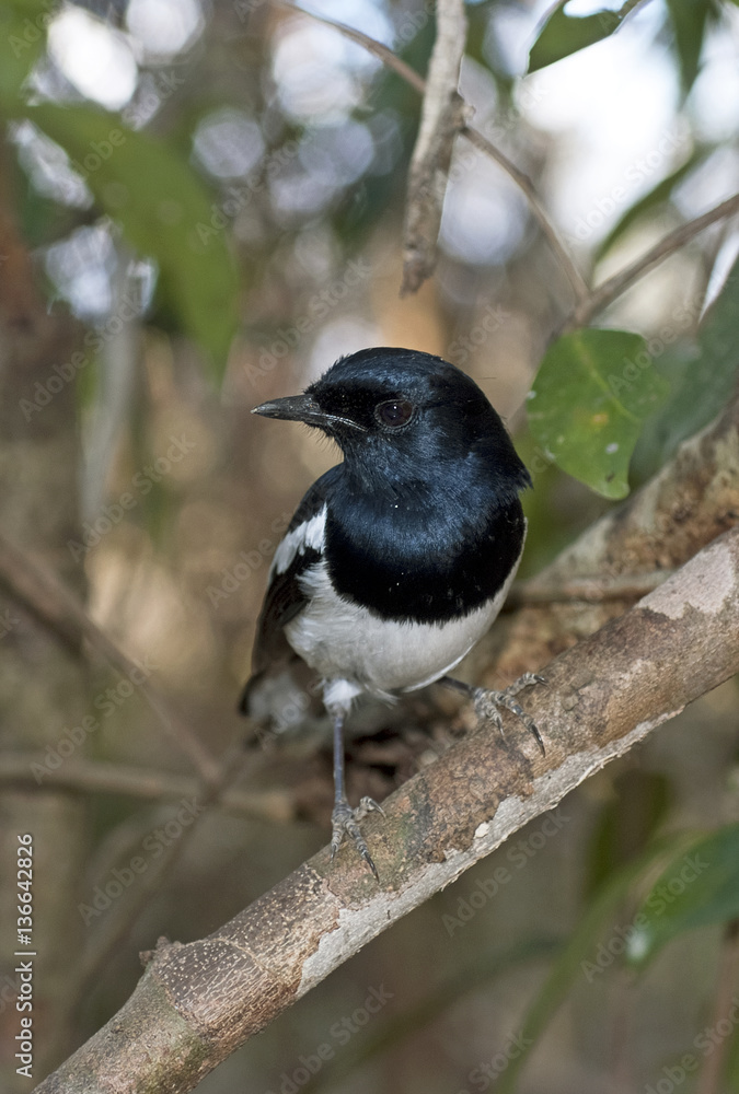 Copsychus albospecularis inexpectatus / Dyal malgache Copsychus albospecularis inexpectatus / Dyal malgache