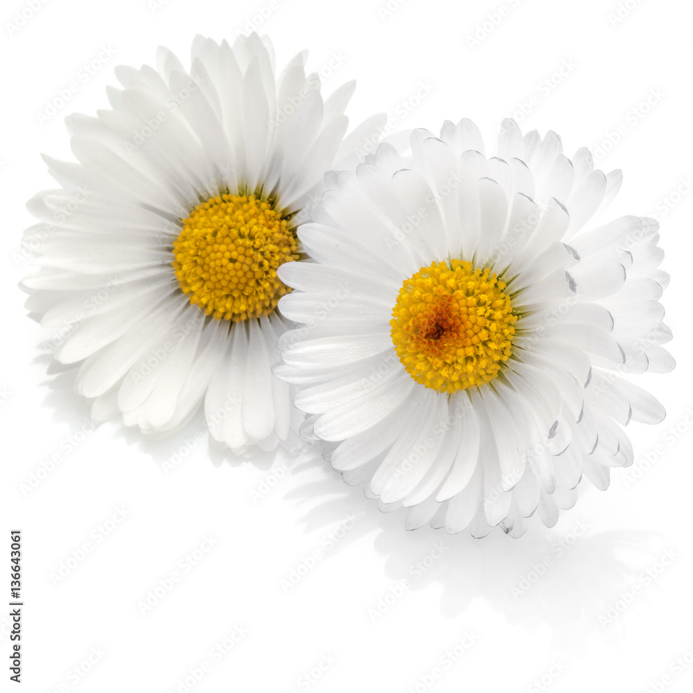 Fototapeta premium Beautiful daisy flowers isolated on white background cutout