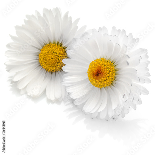 Fototapeta Naklejka Na Ścianę i Meble -  Beautiful daisy flowers isolated on white background cutout