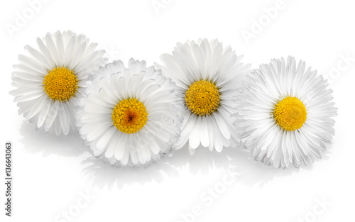 Fototapeta Naklejka Na Ścianę i Meble -  Beautiful daisy flowers isolated on white background cutout