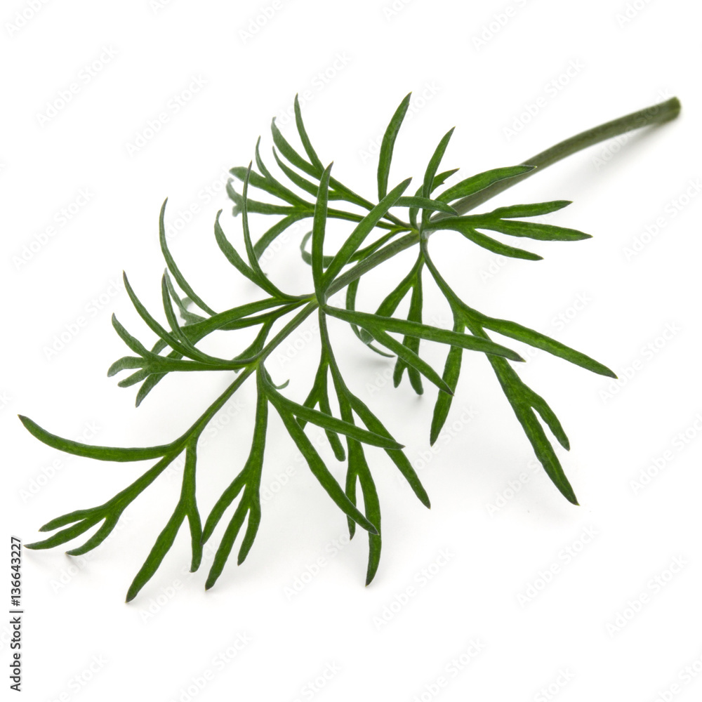 Close up shot of branch of fresh green dill herb leaves isolated Close up shot of branch of fresh green dill herb leaves isolated