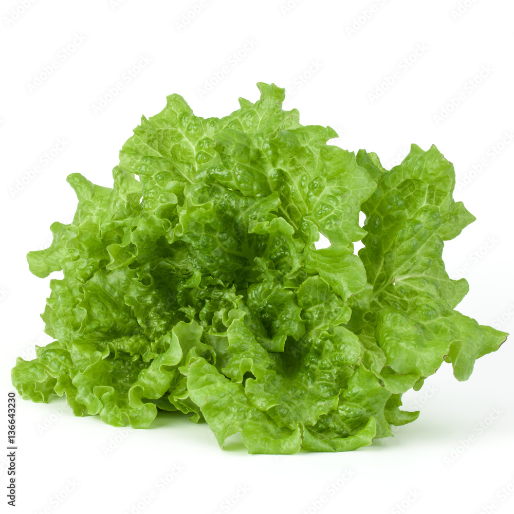 fresh green lettuce salad leaves isolated on white background fresh green lettuce salad leaves isolated on white background