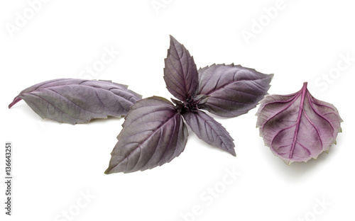 Close up studio shot of fresh red basil herb leaves isolated on