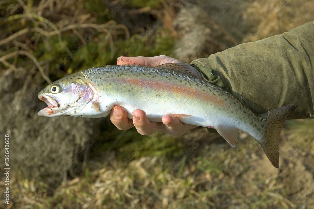 Oncorhynchus mykiss / Truite arc en ciel Oncorhynchus mykiss / Truite arc en ciel