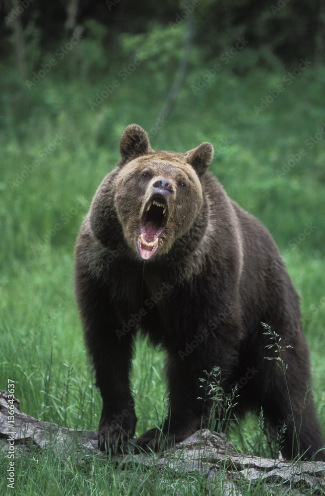 Ursus arctos horribilis / Grizzly