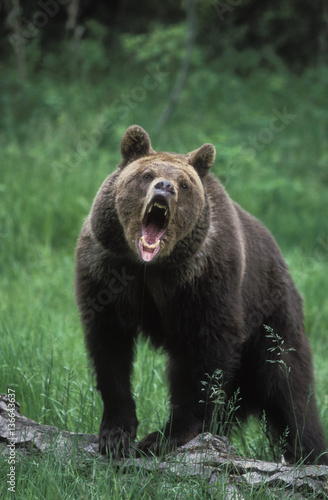 Ursus arctos horribilis / Grizzly