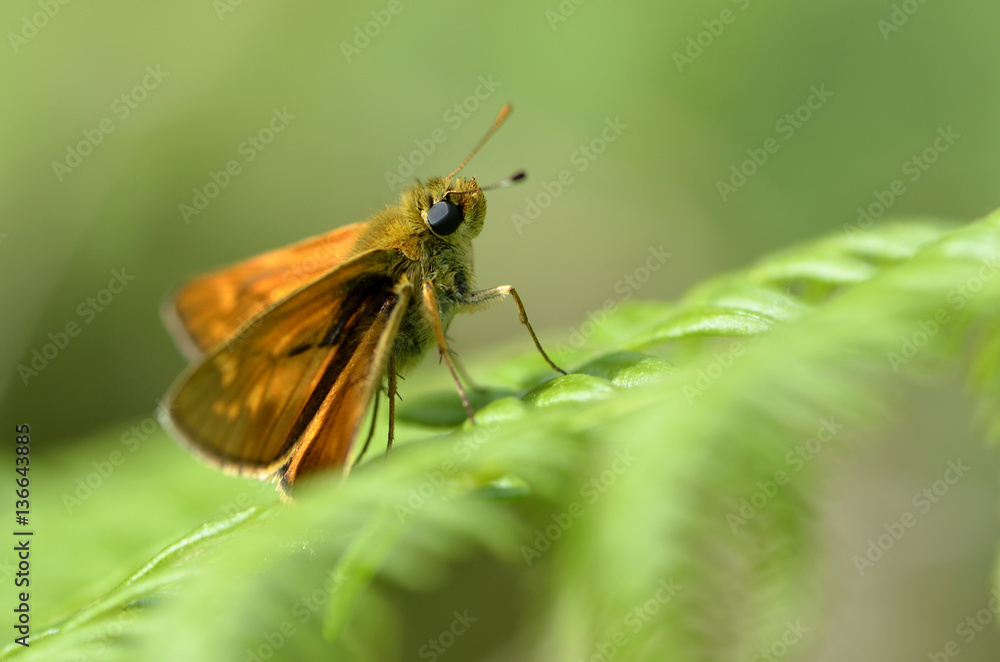 Thymelicus acteon / Hespérie actéon Thymelicus acteon / Hespérie actéon