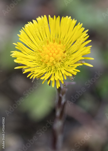 Tussilago farfara / Tussilage pas d'âne photo