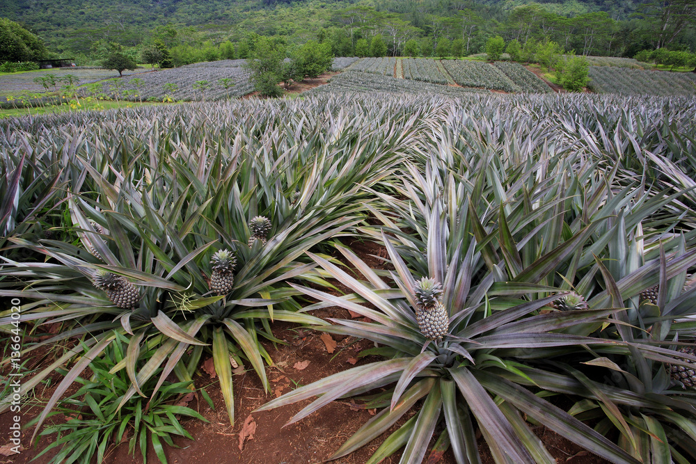 Ananas comosus / Ananas