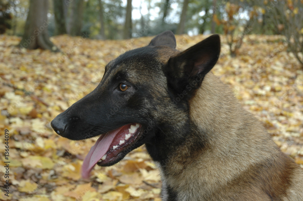 Chien / Race Malinois