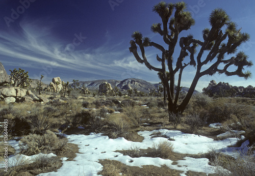 Yucca brevifolia / Joshua National Monument / Californie photo