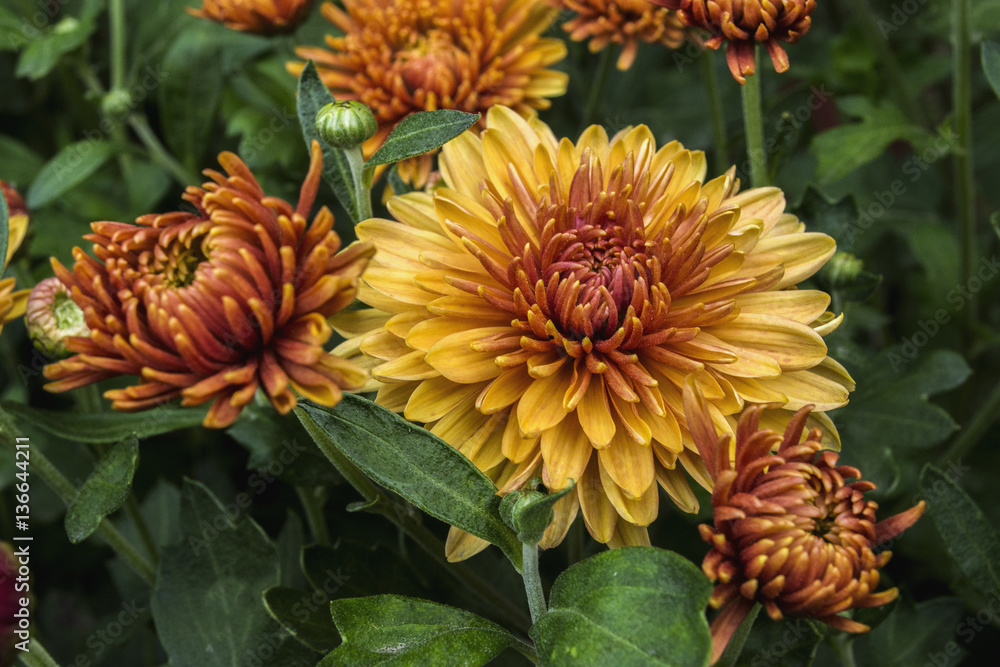 Fototapeta premium Flowers of the chrysanthemum 