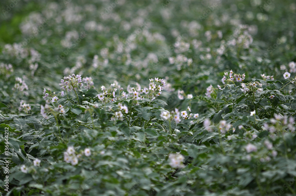 Flowering well groomed potato leaves and stems on the land Flowering well groomed potato leaves and stems on the land