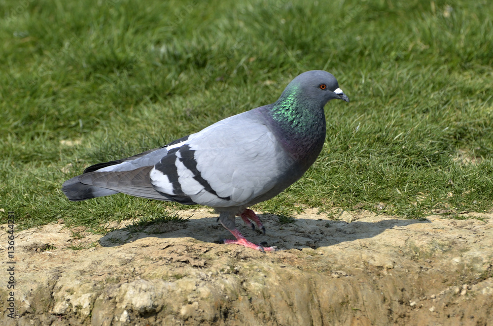 Columba livia / Pigeon biset / Pigeon domestique Columba livia / Pigeon biset / Pigeon domestique