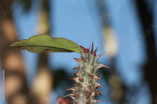 Plant with single leaf and thorns