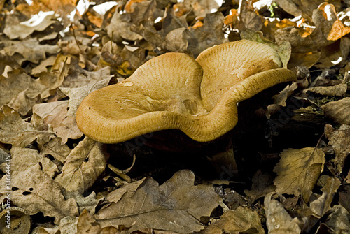 Paxillus involutus / Paxille enroulé photo