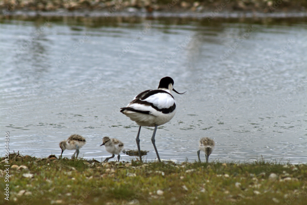 Recurvirostra avosetta / Avocette élégante Recurvirostra avosetta / Avocette élégante