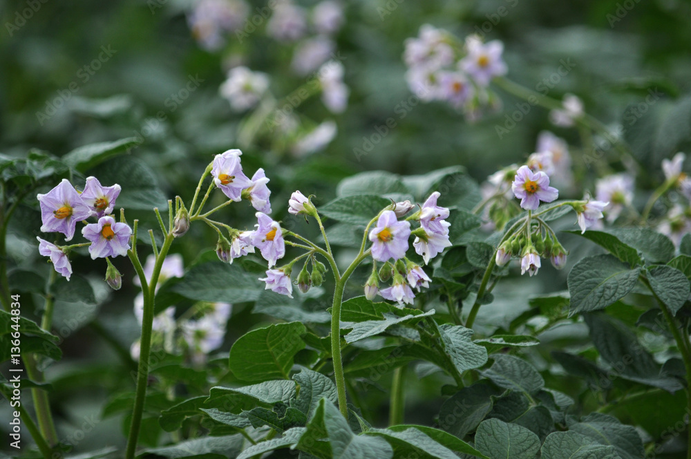 Flowering well groomed potato leaves and stems on the land Flowering well groomed potato leaves and stems on the land
