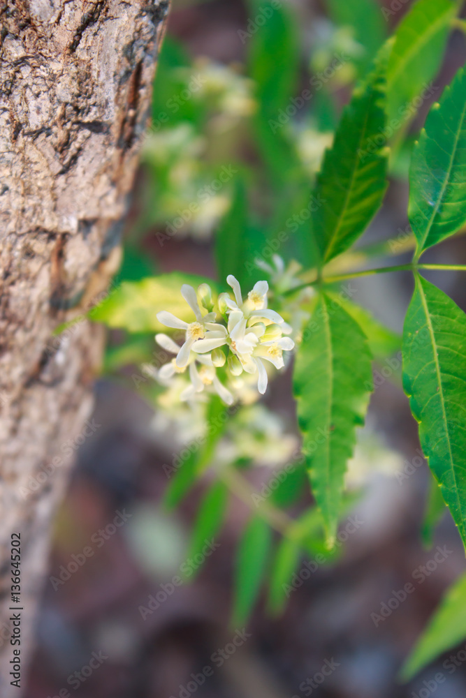 Neem Flower on tree Neem Flower on tree