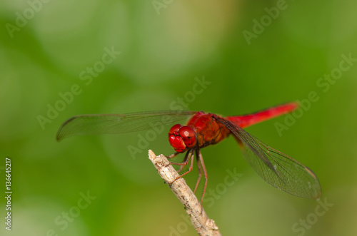 Red dragonfly © tippapatt