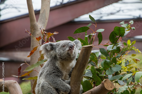 Photography Koala