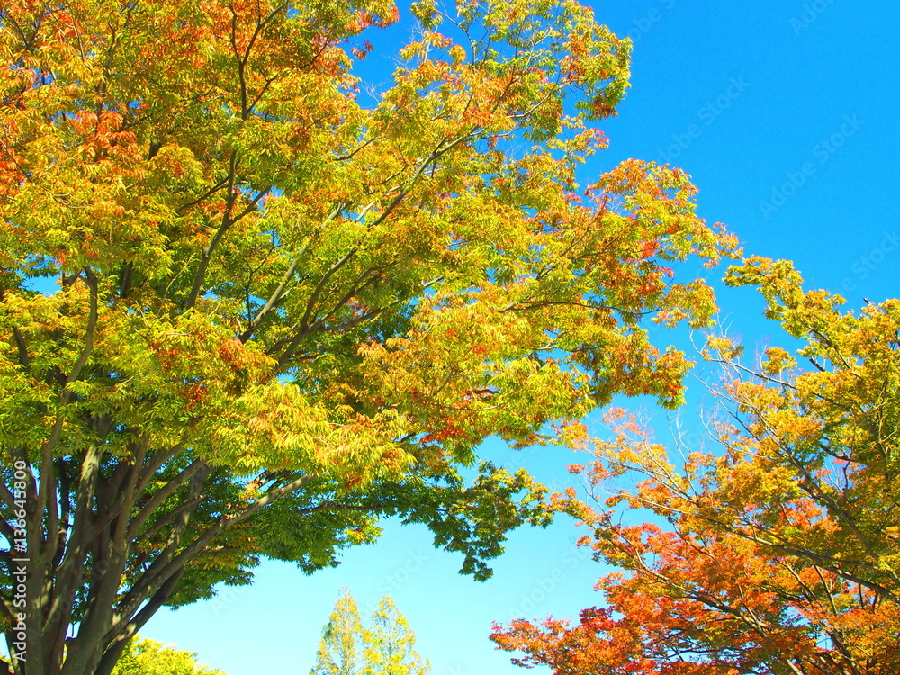 Fototapeta premium 秋の公園の欅