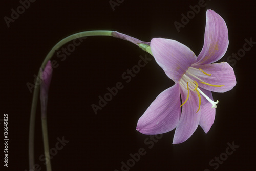 Zephyranthes rosea photo