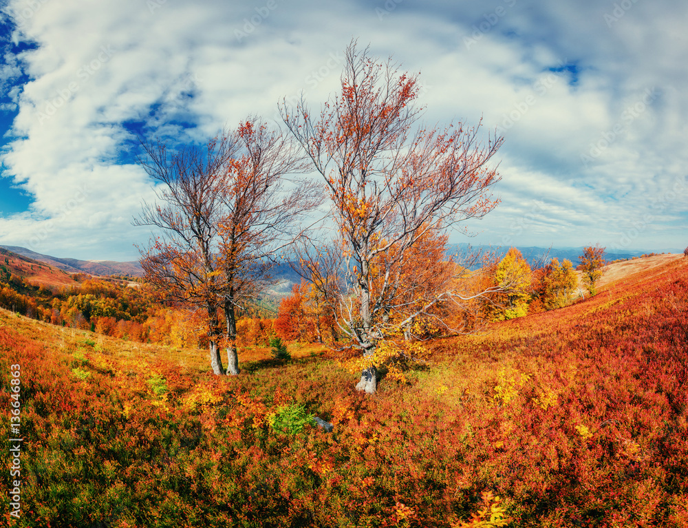 Fototapeta premium birch forest in sunny afternoon while autumn season.
