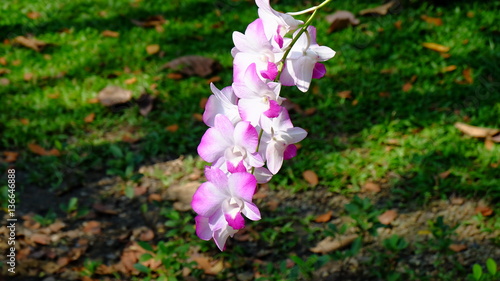 orchid