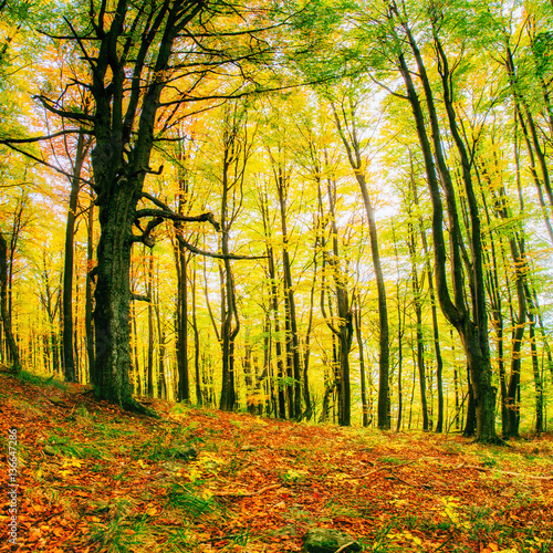 Forest Road in the autumn.  Landscape. 