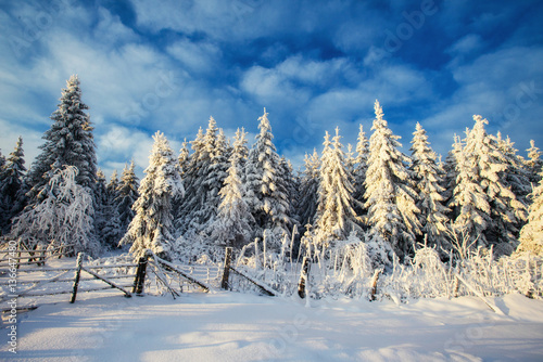 magical winter snow covered tree 