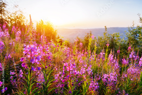 Wildflowers at sunset. Dramatic wintry scene. Carpathian. Ukraine. Europe