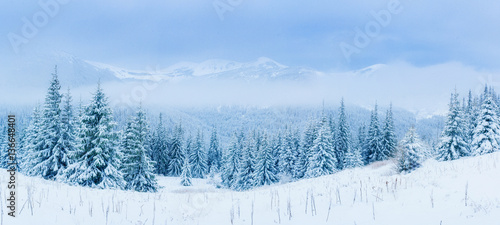 Winter tree in snow © standret