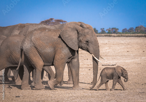 elephant's family