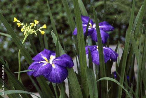 Iris kaempferi / Iris ensata / Iris japonais photo
