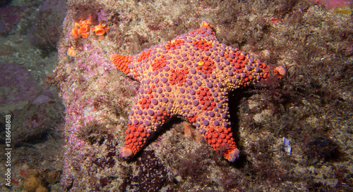 Giant red starfish clinging to rock underwater