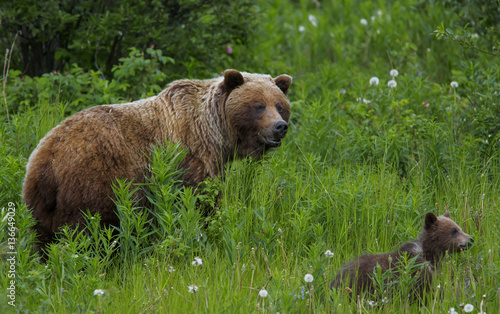 Grizzly mit Jungem wildlife