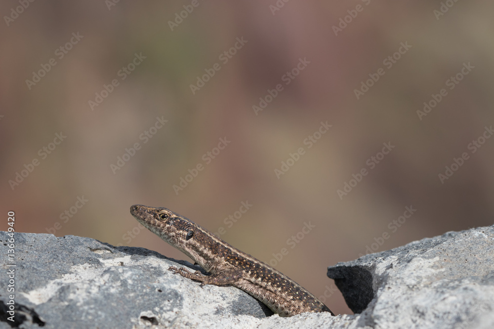 Naklejka premium Mauereidechse auf Madeira