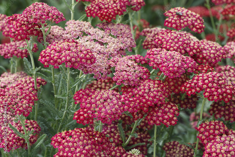 Achillea x / Achillée 'The Beacon'/ Achillée 'Fanal' Achillea x / Achillée 'The Beacon'/ Achillée 'Fanal'