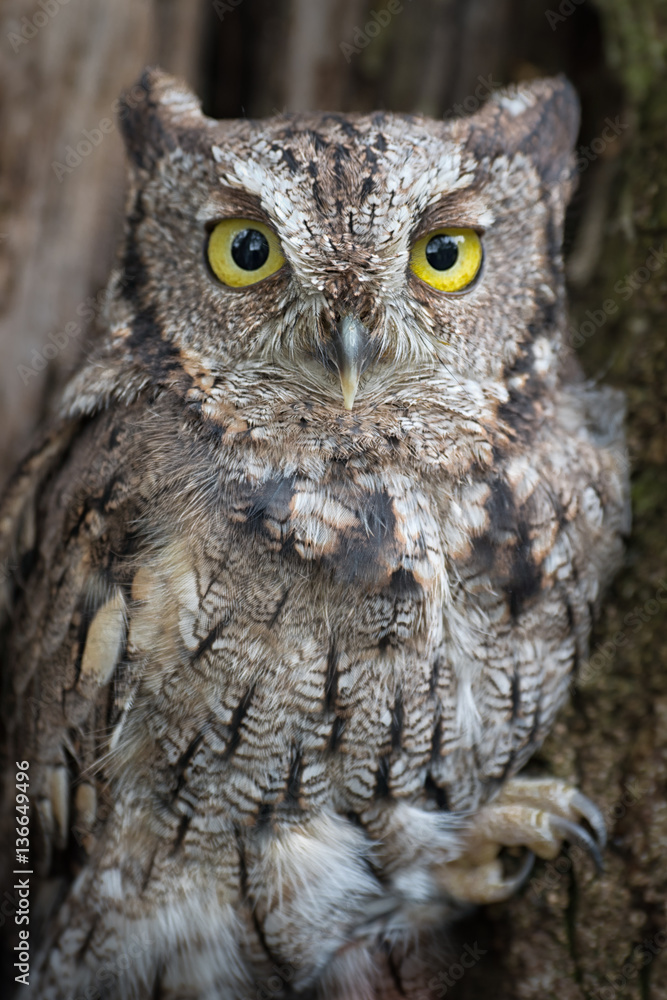 Obraz premium A very close up portrait of an eastern screech owl perched in a tree staring forward with bright yellow eyes