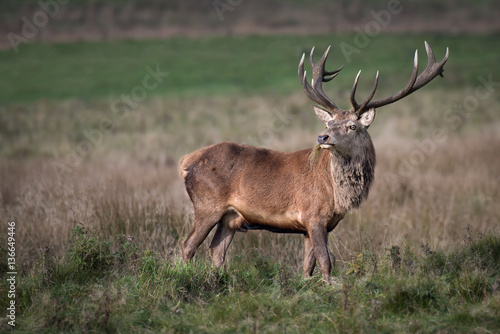 A full photograph of a grazing 14 point imperial red deer stag looking slightly back with grass in its mouth